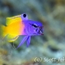basslet_fairy_lphr_gc_h_0146_cay4054.jpg